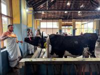 Go-Pujana at SCM Shirali Goshala (Pictures courtesy Shri Jnanesh Bhat Hattangadi)